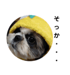 我が家のシーズー犬もじゃ 18（個別スタンプ：5）