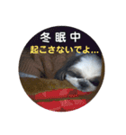 我が家のシーズー犬もじゃ 18（個別スタンプ：6）