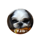 我が家のシーズー犬もじゃ 18（個別スタンプ：7）