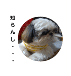 我が家のシーズー犬もじゃ 18（個別スタンプ：8）