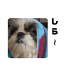 我が家のシーズー犬もじゃ 18（個別スタンプ：9）