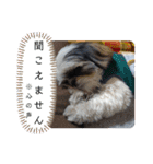 我が家のシーズー犬もじゃ 18（個別スタンプ：10）