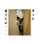 我が家のシーズー犬もじゃ 18（個別スタンプ：11）