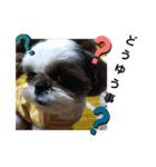 我が家のシーズー犬もじゃ 18（個別スタンプ：13）
