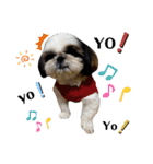 我が家のシーズー犬もじゃ 18（個別スタンプ：17）