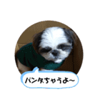 我が家のシーズー犬もじゃ 18（個別スタンプ：18）