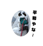 我が家のシーズー犬もじゃ 18（個別スタンプ：19）