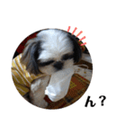 我が家のシーズー犬もじゃ 18（個別スタンプ：20）