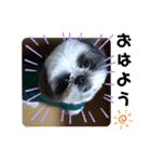 我が家のシーズー犬もじゃ 18（個別スタンプ：21）