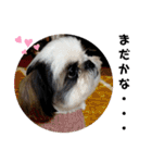 我が家のシーズー犬もじゃ 18（個別スタンプ：22）