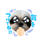 我が家のシーズー犬もじゃ 18（個別スタンプ：23）