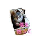 つくしの家族 多めバージョン（個別スタンプ：1）