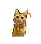 つくしの家族 多めバージョン（個別スタンプ：4）