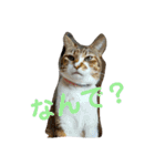 つくしの家族 多めバージョン（個別スタンプ：8）
