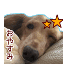 犬のボンちゃん（個別スタンプ：4）