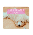 オーストラリアンラブラドゥードル ゆう②（個別スタンプ：1）