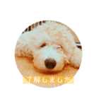 オーストラリアンラブラドゥードル ゆう②（個別スタンプ：2）