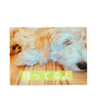 オーストラリアンラブラドゥードル ゆう②（個別スタンプ：3）