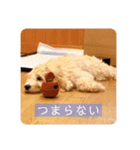 オーストラリアンラブラドゥードル ゆう②（個別スタンプ：4）