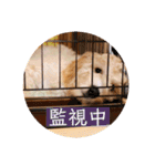 オーストラリアンラブラドゥードル ゆう②（個別スタンプ：5）