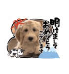 オーストラリアンラブラドゥードル ゆう②（個別スタンプ：7）