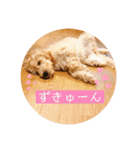 オーストラリアンラブラドゥードル ゆう②（個別スタンプ：8）