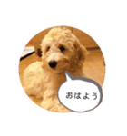 オーストラリアンラブラドゥードル ゆう②（個別スタンプ：11）