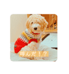 オーストラリアンラブラドゥードル ゆう②（個別スタンプ：13）
