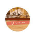 オーストラリアンラブラドゥードル ゆう②（個別スタンプ：14）