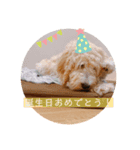オーストラリアンラブラドゥードル ゆう②（個別スタンプ：16）