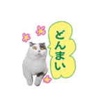 スコてん（個別スタンプ：3）