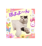 スコてん（個別スタンプ：6）