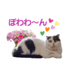 スコてん（個別スタンプ：10）
