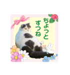 スコてん（個別スタンプ：12）