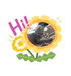 きじねこ ミール（個別スタンプ：1）