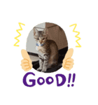 きじねこ ミール（個別スタンプ：2）