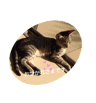 きじねこ ミール（個別スタンプ：4）