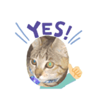 きじねこ ミール（個別スタンプ：5）