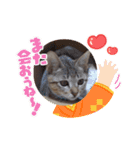 きじねこ ミール（個別スタンプ：7）