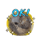 きじねこ ミール（個別スタンプ：8）