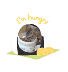 きじねこ ミール（個別スタンプ：9）