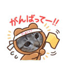 きじねこ ミール（個別スタンプ：11）