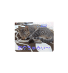 きじねこ ミール（個別スタンプ：16）