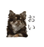 うちの犬（うに）（個別スタンプ：1）