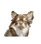 うちの犬（うに）（個別スタンプ：2）