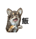 うちの犬（うに）（個別スタンプ：4）