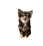 うちの犬（うに）（個別スタンプ：5）
