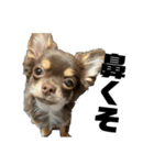 うちの犬（うに）（個別スタンプ：6）