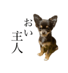 うちの犬（うに）（個別スタンプ：7）