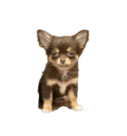 うちの犬（うに）（個別スタンプ：8）